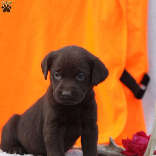 Tina, Chocolate Labrador Retriever Puppy
